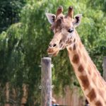 girafe au zoo