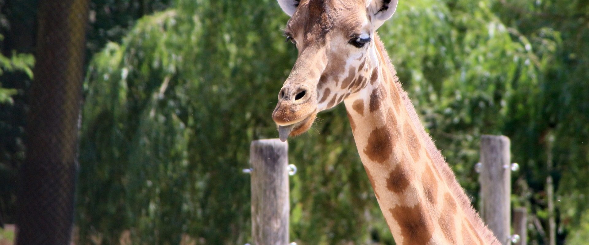 girafe au zoo