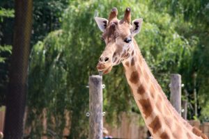 girafe au zoo