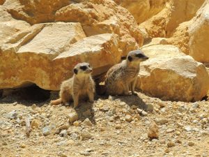 Le Zoo Planète Sauvage