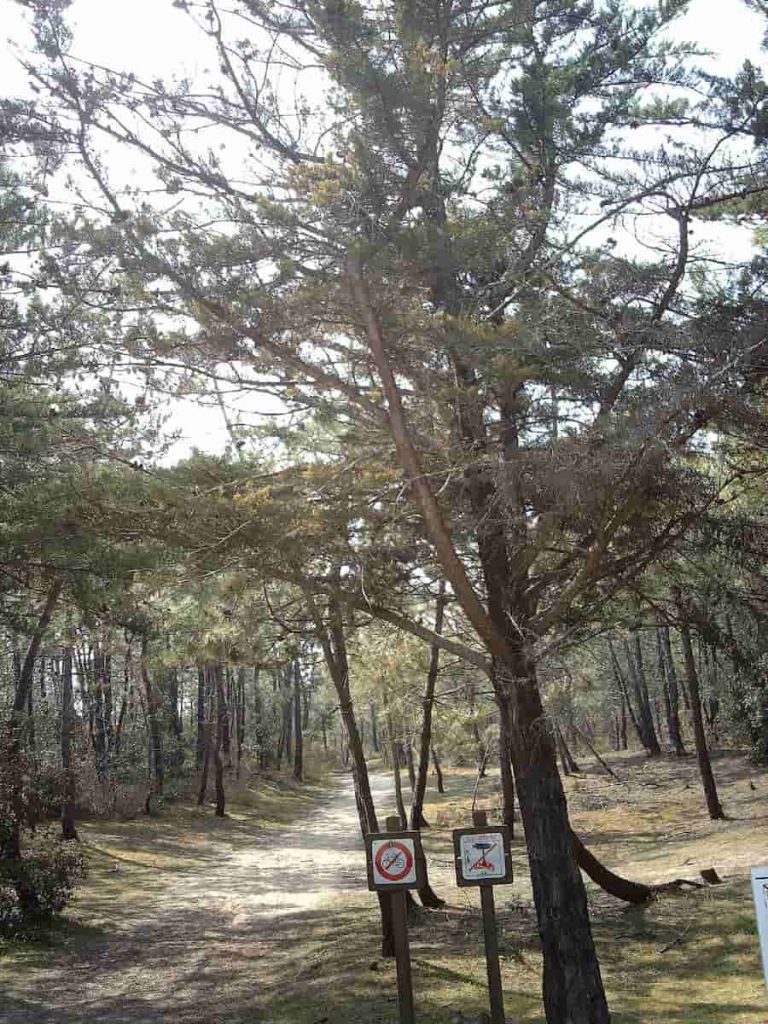 La Forêt Domaniale des Pays de Monts